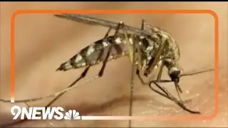 Here's what you should know about the Oropouche virus, also known as sloth fever