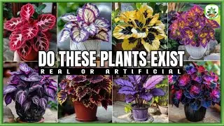 DO THESE PLANTS REALLY EXIST?