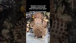 become a cat in an odd situation&hellip; 😼