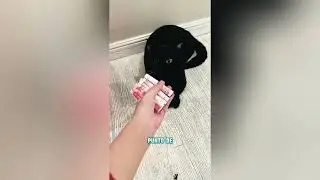 &iquest;Por qu&eacute; no deber&iacute;as tener un gato negro?#funnyshorts #pets #cute #love 
