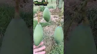 Rare #GodavariMango Verity
