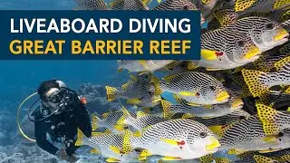 Liveaboard Diving with Spirit of Freedom - Great Barrier Reef