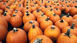 Pumpkin Patch at the Peifer Orchards in Yellow Springs, Ohio #fall