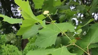 Платан американский (Platanus occidentalis) - Идентификация растения