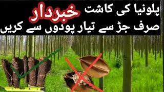 Avoid This Common Mistake in Paulownia Farming | Rooted Plants vs Seedlings