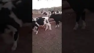 bezerros no puro gr&atilde;o super gordo