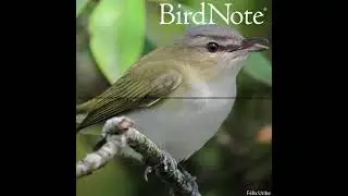 Sheridan Alford on Birding and Mental Health