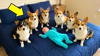 6 Corgis dringen in das Babyzimmer ein. Was der Vater sah, rührte ihn zu TRÄNEN!