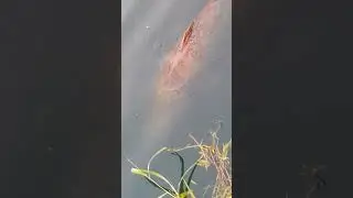 A big catfish swimming on top of the water #catfish #fishing