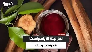 مهمة خاصة | كرمة تحتاج 7 سنوات لتنضج وتُغلى وسط طقوس روحية في الأمازون.. أسرار نبتة الآياهواسكا