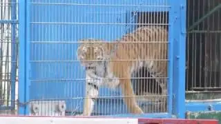Neubrandenburg: Circus Barlay gastiert (Okt. 2016)