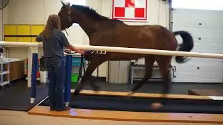 Equine Treadmill Demonstration I