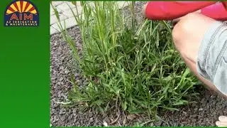 Pruning Penstemom