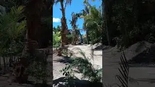 Maldives coconut tree  Moving to another place 🌴