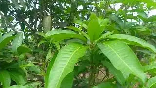 শূন্য থেকে শিখরে কঠোর পরিশ্রম করে আম বাগান গড়ে তোলা চাষির গল্প
