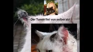 Der Tierarzt h&auml;tte operiert/amputiert - Doch Selbstheilungskr&auml;fte und Natur machten dies unn&ouml;tig!