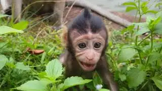 How lovely small Bree! A cute Bree try to show on Camera