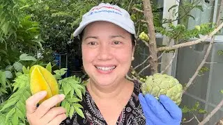 Mùa đông trồng sa pô chê, đu đủ, khế vẫn ra bông đậu trái | how to grow sapodilla in winter 