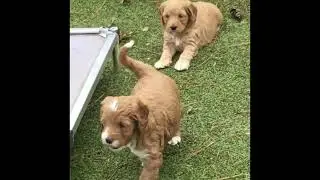 Miss Fisher&rsquo;s 5 week old Puppies