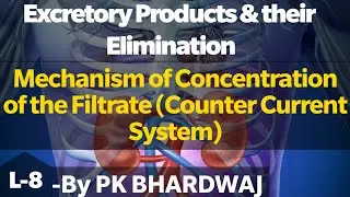 Mechanism of Concentration of the Filtrate (Counter Current System)