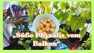 „Physalis vom Samen bis zur Ernte – Schritt für Schritt auf dem Balkon“ Vikis grüner Balkon