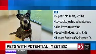 Pets with Potential: Meet Biz, Serrano and Michelle