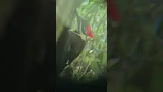 Endangered woodpecker