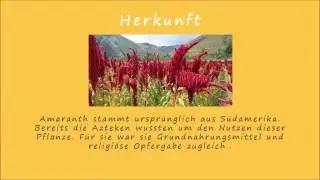 Amaranth - das glutenfreie Powerkorn