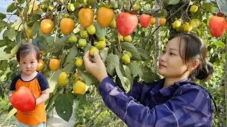 Harvesting Persimmons to sell at market - Farm Life: animal care, build garden, cooking | Lý Phúc An