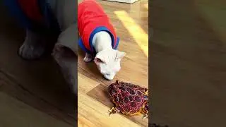 Frog Scares Cat #shorts #ytshort