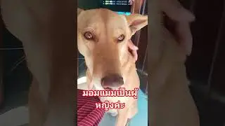# Story of Feelings # Intelligent Dog