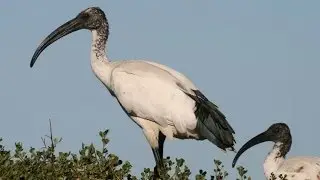 Sacred Ibis catches Platanna - Sony DEV 5 - Filmed by Greg Morgan