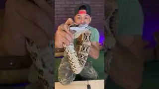 Monster Gaboon VIPER!