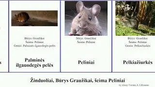 Žinduoliai, Būrys Graužikai, &scaron;eima Peliniai žiurkės pelės smiltpelės mammal Dryžuotosios mi&scaron;kinės