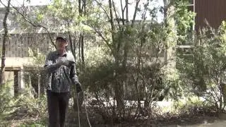 Herbarium field collecting throw ropes Eucalyptus