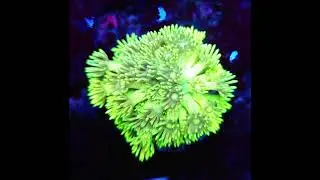 #goniopora #korallen #reeftank #meerwasseraquaristik #reefkeeper #aquarium