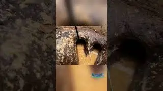 Manhole Unblock Close Up  #satisfying #drainage #diy