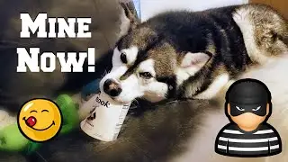 My Dog Steals Ice Cream | Try Not To Laugh