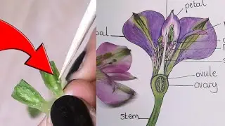 How to dissect & draw parts of a flower #drawflower #flowerdiagram