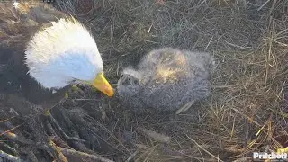 SWFL EAGLE CAM 2026.1.6 Two morning feedings and time for the adults.