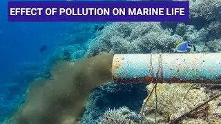 THE EFFECTS OF POLLUTION ON MARINE LIFE