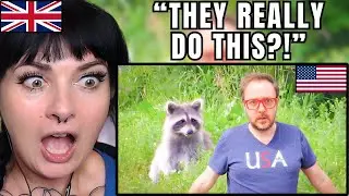 British Girl Reacts to “Let's Talk About American Raccoons”
