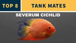 СЕРЬЕЗНЫЙ СОСЕД ДЛЯ ЦИХЛИД