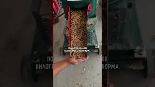 Смотри, как они делают комбикорм у себя во дворе #агро #агробизнес #комбикорм #кукуруза #корм