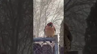 American Kestrel #falconry #falcon #kestrel #birds #animals #wildlife #explore #adventure #nature
