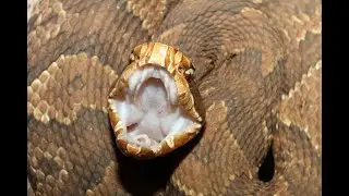 Cottonmouth Venom Extraction