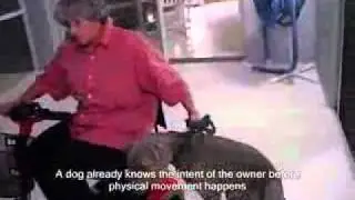 4. Service Dog Training (Abuse) .flv