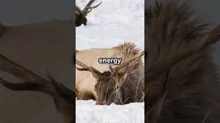 Why Do Elk Lose Their Antlers  🦌 #facts #wildanimalfacts #animalscience