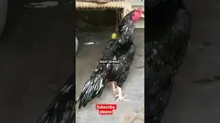 3 pictures of Black Aseels#viral #aseel #birds #shorts #shortvideos #viralvideos #video #far #reels