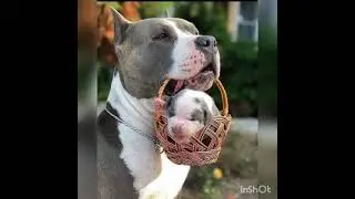 #shorts Dog lovers 1001 /Pitbull dog video /Pitbull video